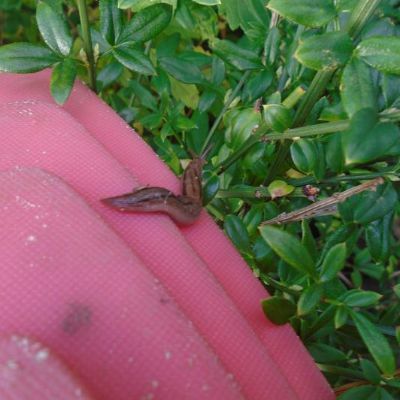 The children had a surprise lesson about habitats when they found a slug hiding in their toys!